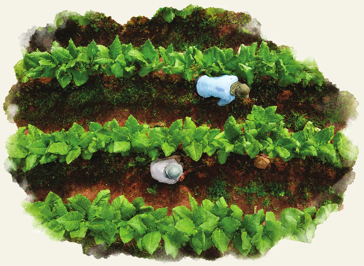 Aerial view of a Costa Rican tobacco field with two workers between the rows
