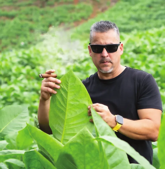 Julio León examining a tobacco leaf in the field