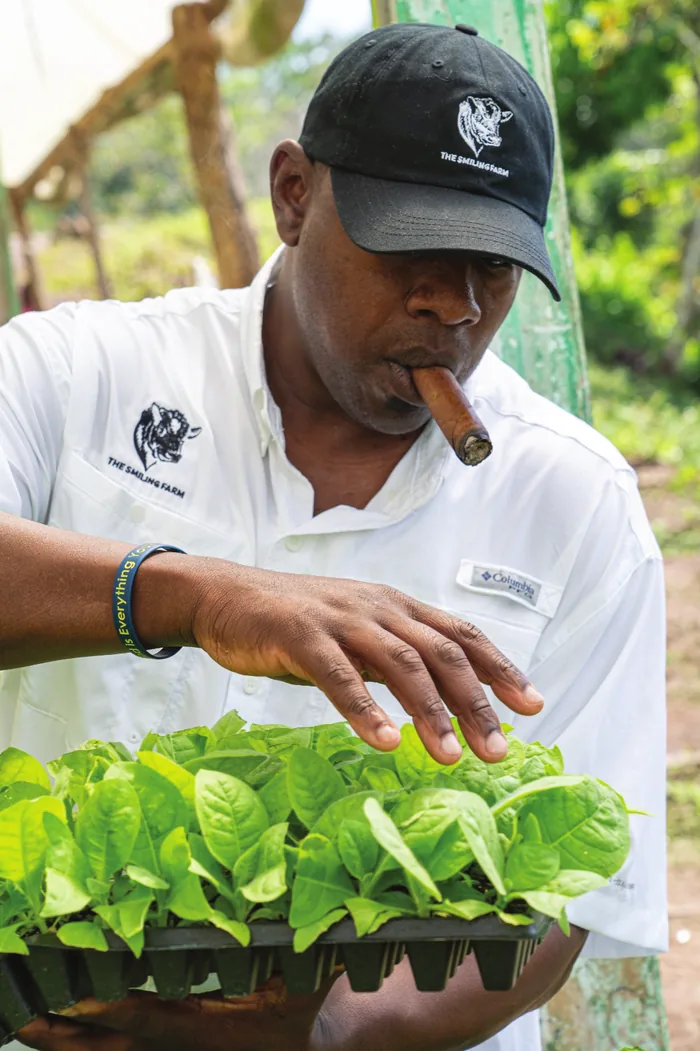 Dr. Quincy Smiling inspecting tobacco plants with a cigar